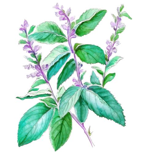 mallu tulsi video|Tulsi video .